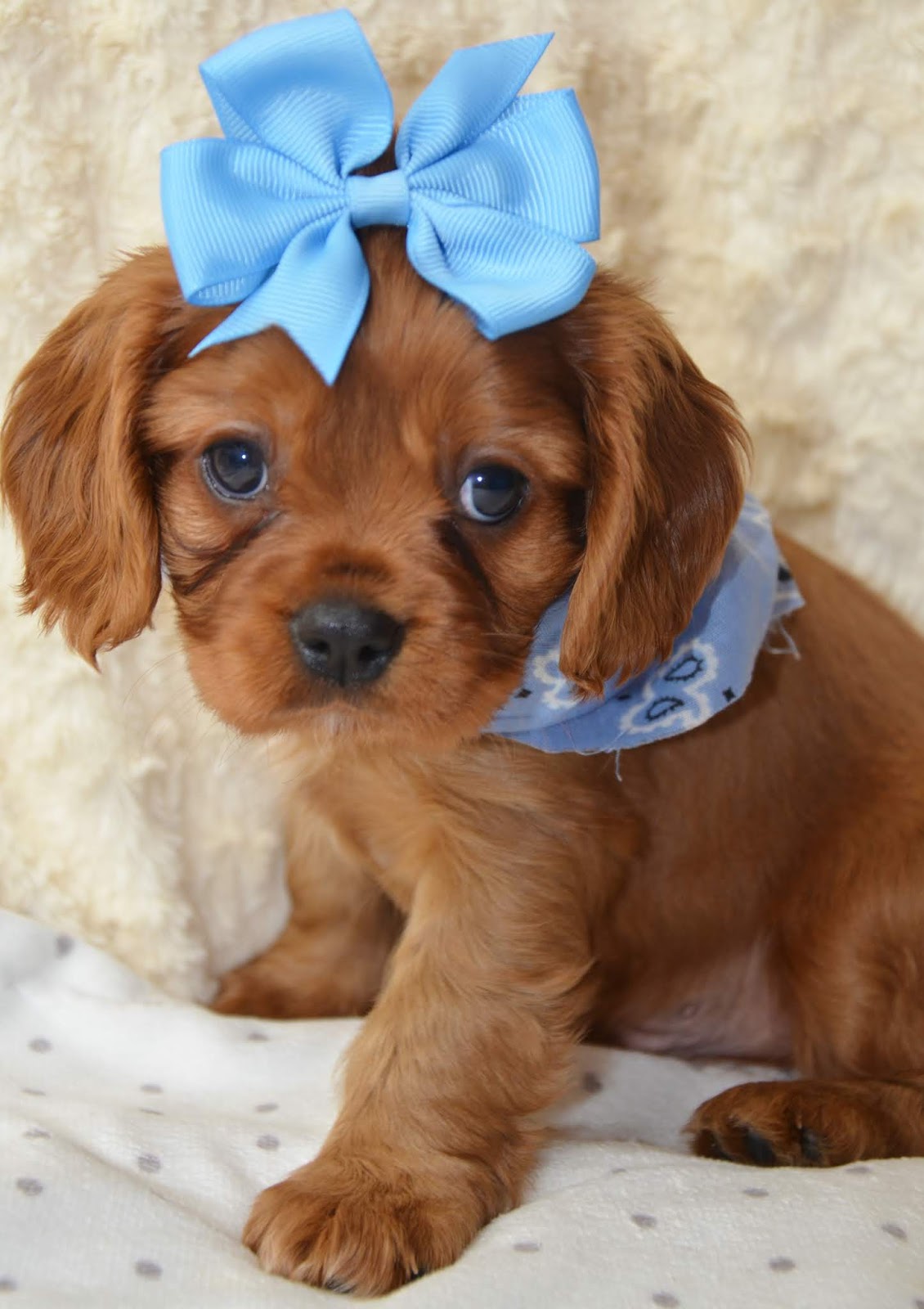 Alabama Toys & Teacups