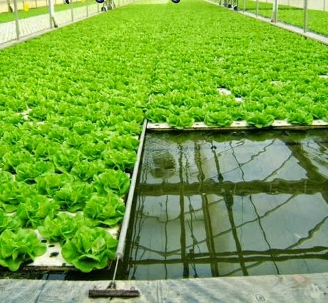 Hidroponik Menggunakan Floating Raft System Rakit Apung Belajar