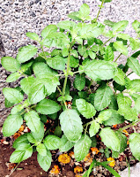 Tulsi image download