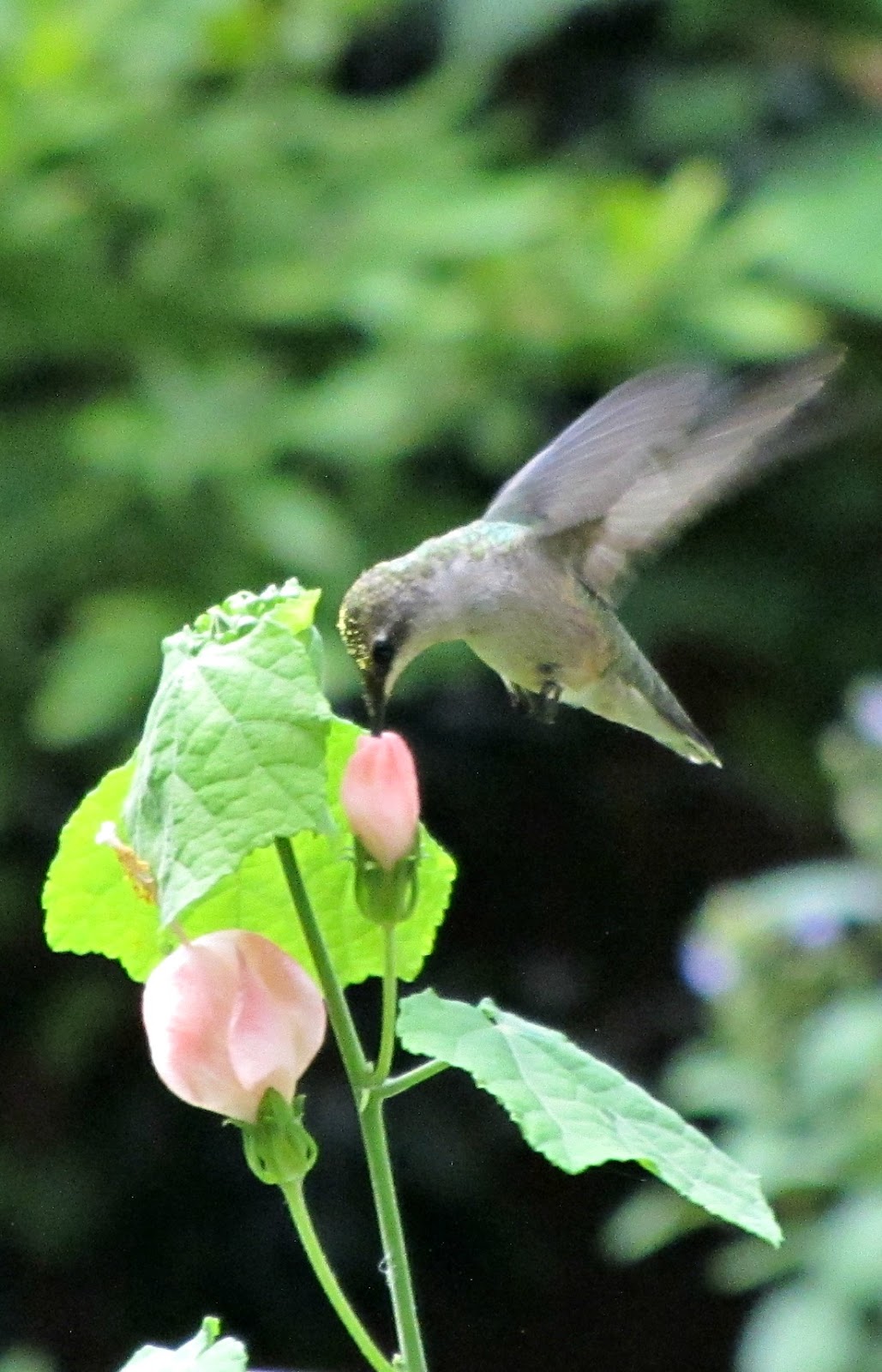 Using Native Plants Supporting Hummingbirds