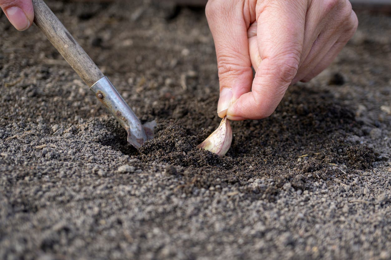 Voici comment faire pousser de l’ail