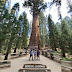 Road Trip: Sequoia National Park, CA 