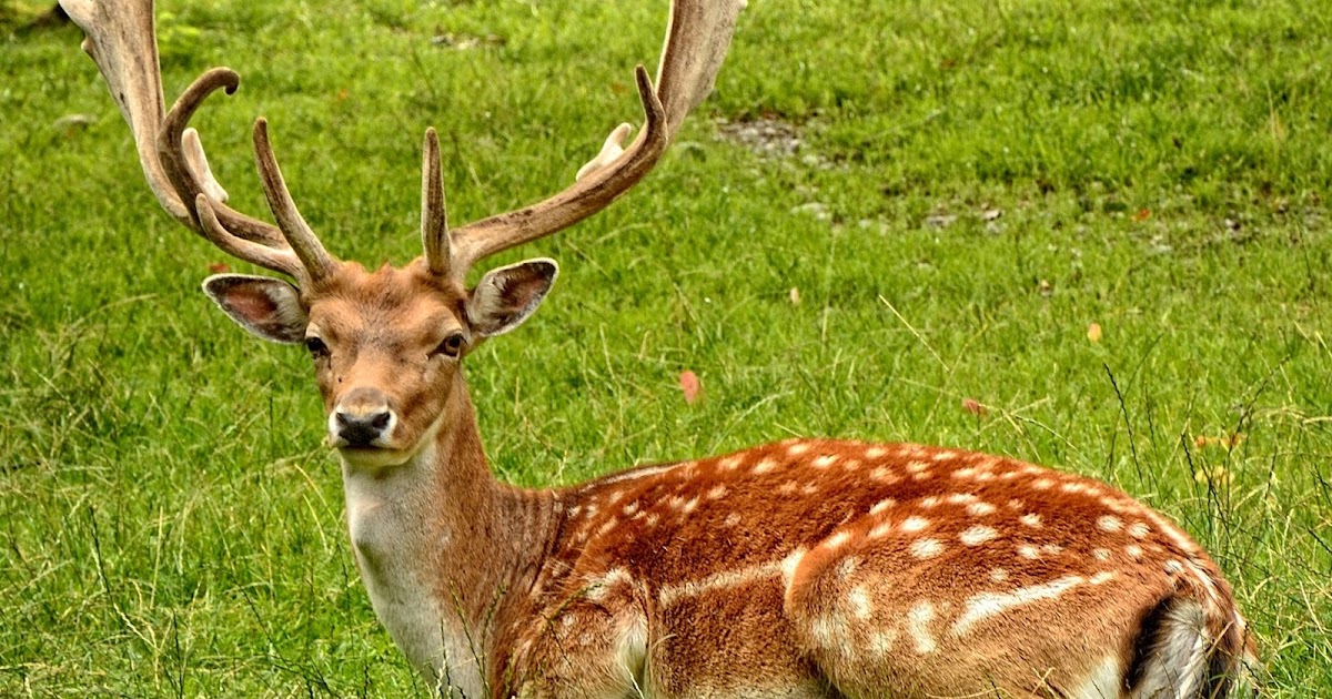10 Amazing Facts About Deer