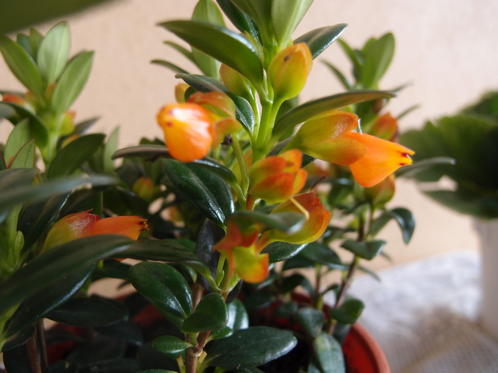 Xing Fu GOLDFISH PLANT