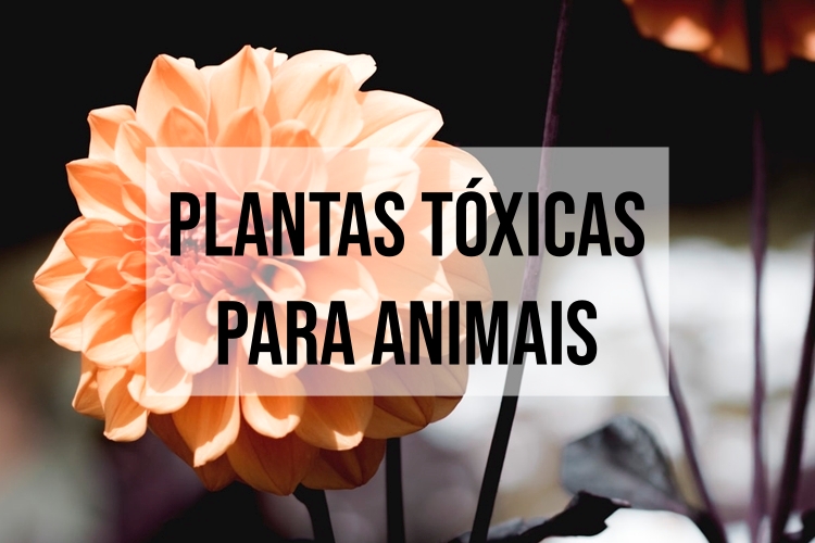 Plantas tóxicas para animais | Raposa Herbívora