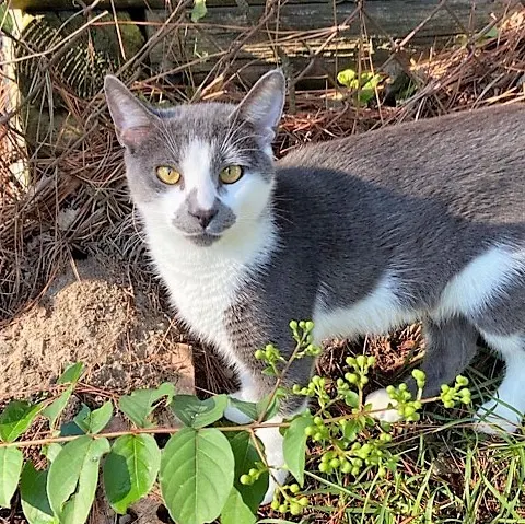 Gray - a cat who was thrown away from a car as a kitten and adopted by the owner of the house near to where it happened