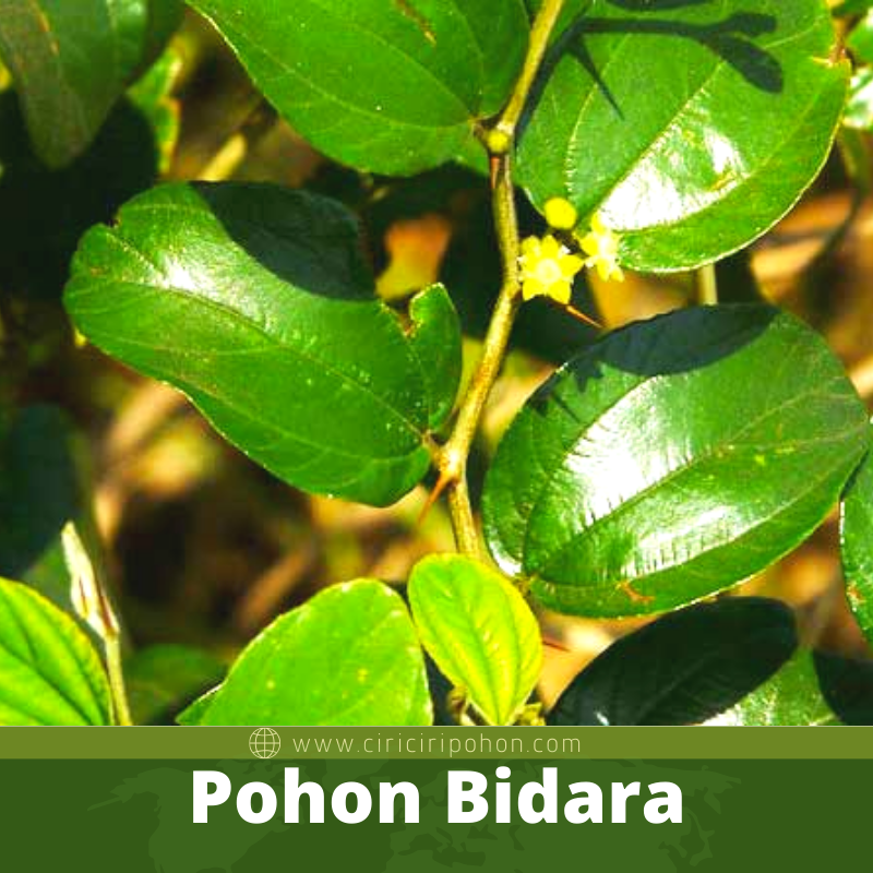 Pohon Bidara