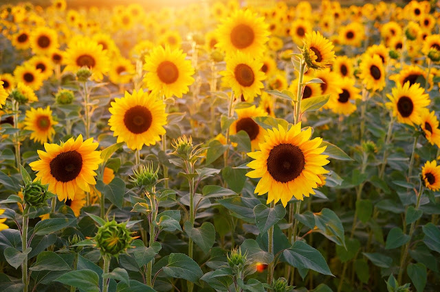 The daily dance of flowers tracking the sun is more fascinating than most of us realize The daily dance of flowers tracking the sun is more fascinating than most of us realize