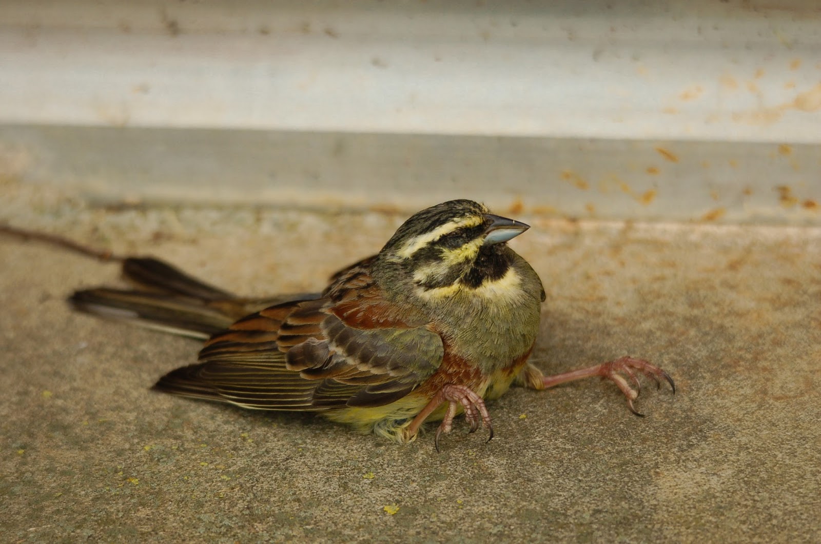 TAG online Crash landing