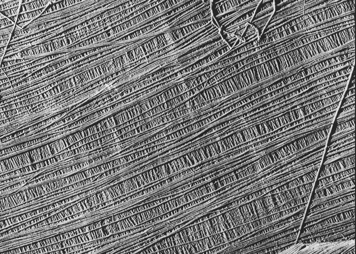 Perbedaan Dinding Sel Bakteri Dan Tumbuhan Info Pendidikan Dan Biologi