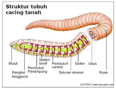 rangkuman singkat sistem pernafasan makhluk hidup, alat pernafasan manusia, alat nafas hewan, alat pernafasan tumbuhan, pelajaran sekolah dasar, ipa, ilmu pengetahuan sosial