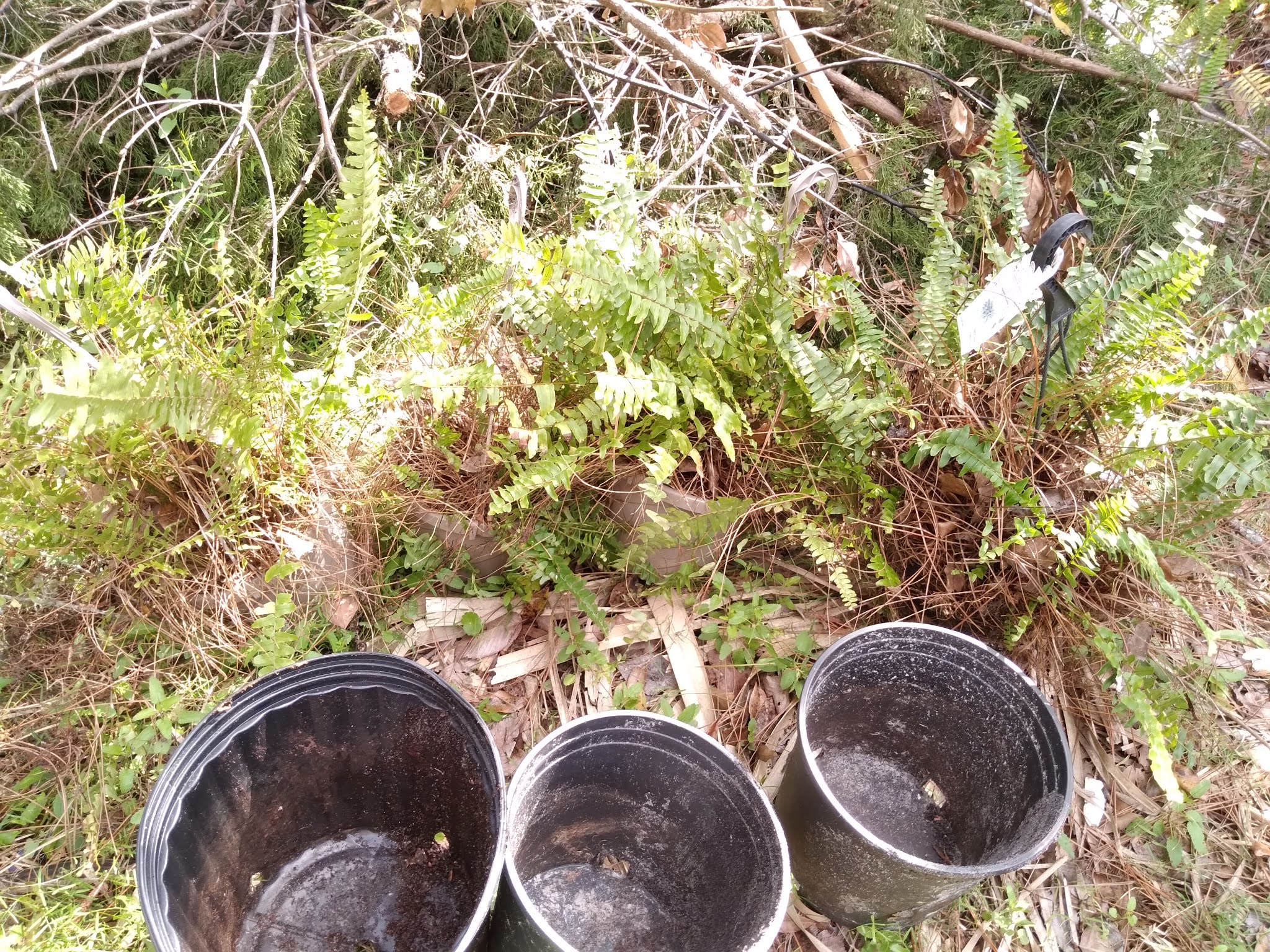 Where To Find Free Nursery Pots and Planters