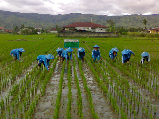 cara%2Bmenanam%2Bpadi%2Bsawah - Cara Praktis Menanam Padi Organik Dilahan Sawah Dan Ladang Tadah Hujan