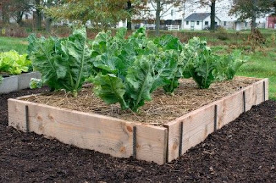 caja de cultivo