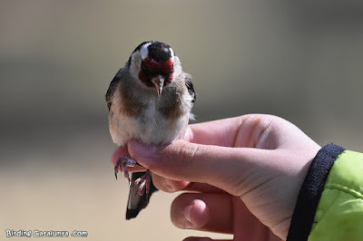 Cadernera (Carduelis carduelis)