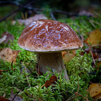 Грибы: грибные места, где собирать грибы