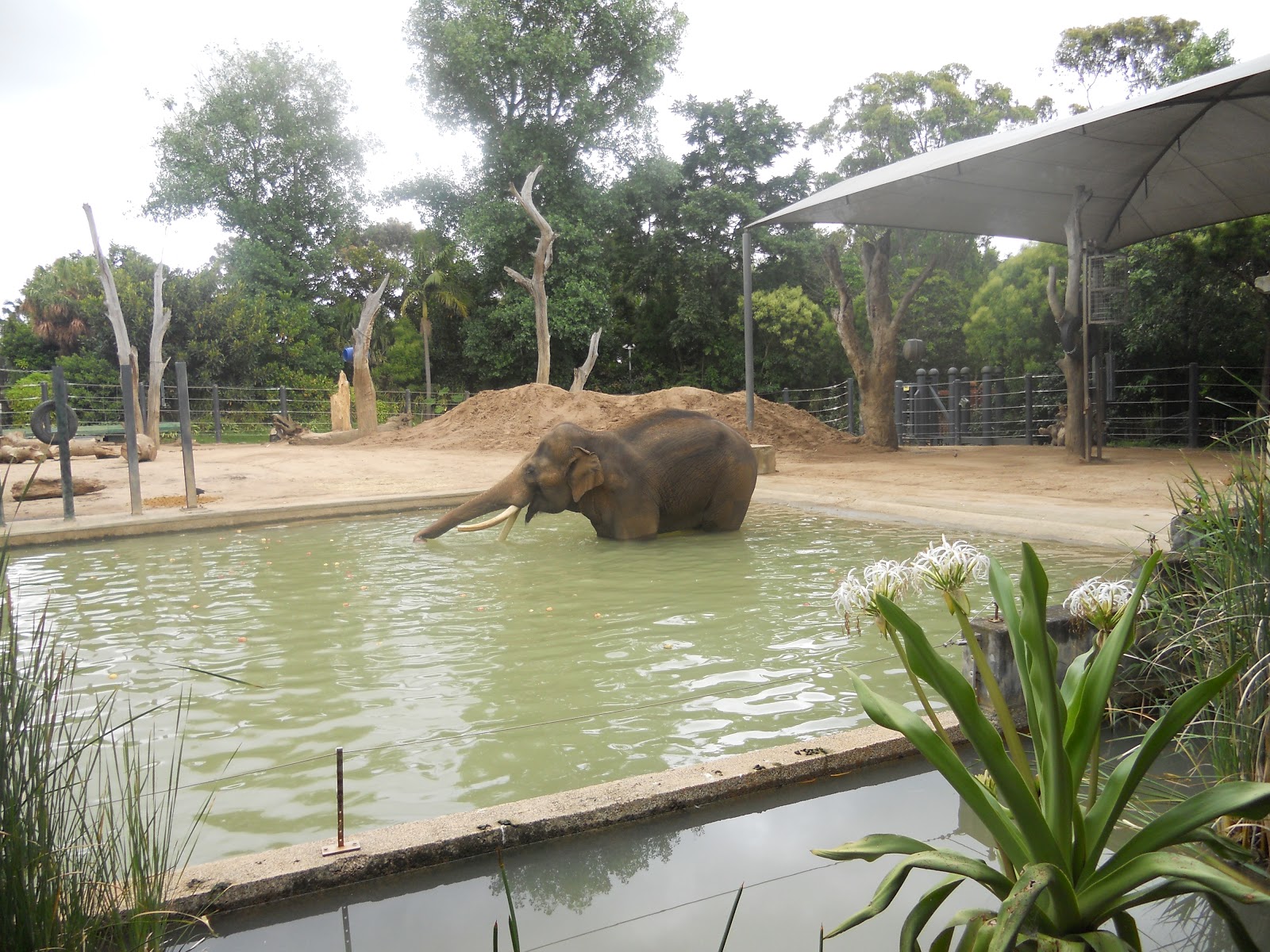 Австралия зоопарки