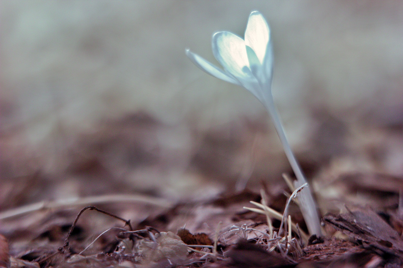 Wohlergehen der ersten Krokusblüte der Saison am 23.02.21