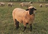 Hampshire Sheep Pros and Cons, Temperament, Price