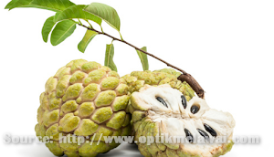 Buah Srikaya dan Beberapa Manfaatnya