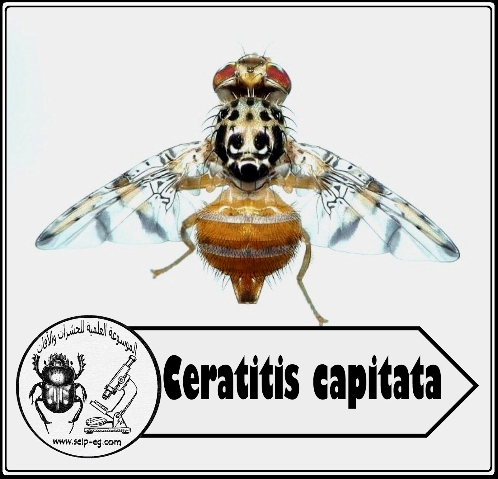 ذبابة فاكهة البحر الأبيض المتوسط Mediterranean Fruit Fly الوصف المورفولوجي ودورة الحياة والمكافحة