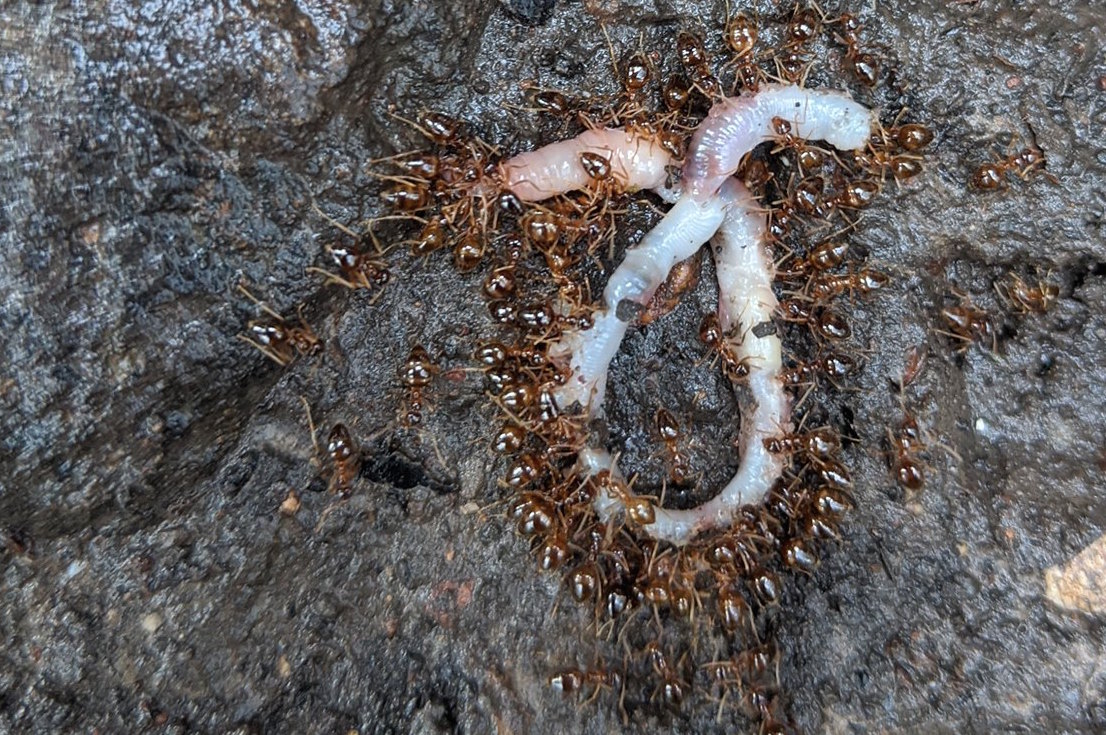 Springfield Plateau Winter Ants