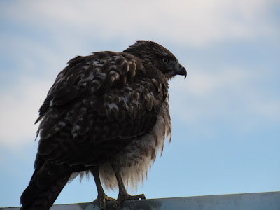 Lower Klamath National Wildlife Refuge