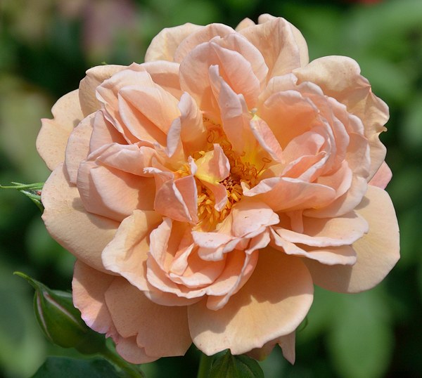 Роза кафе фото и описание отзывы Роза кафе фото и описание отзывы