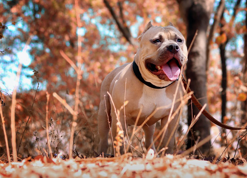 6 Info Anjing Pitbull