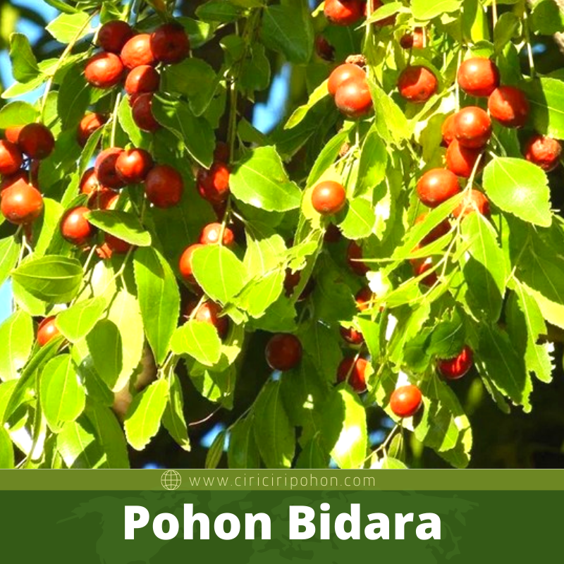 Bibit Pohon BIdara