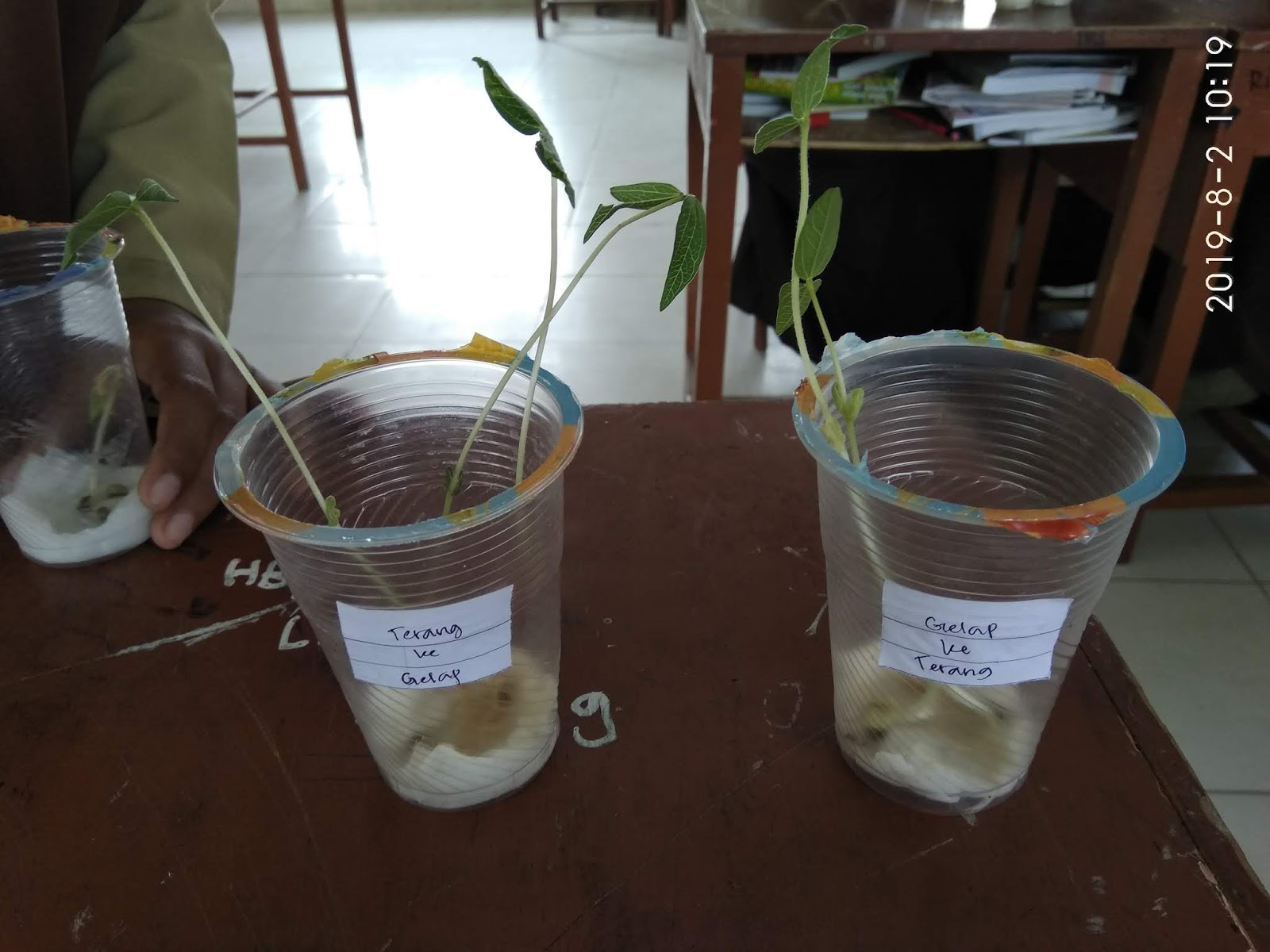 Hasil Praktikum Pertumbuhan Dan Perkembangan Kecambah Kacang Hijau