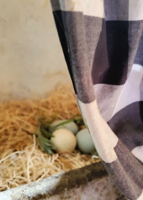 nest of chicken eggs with curtain and fresh lavender