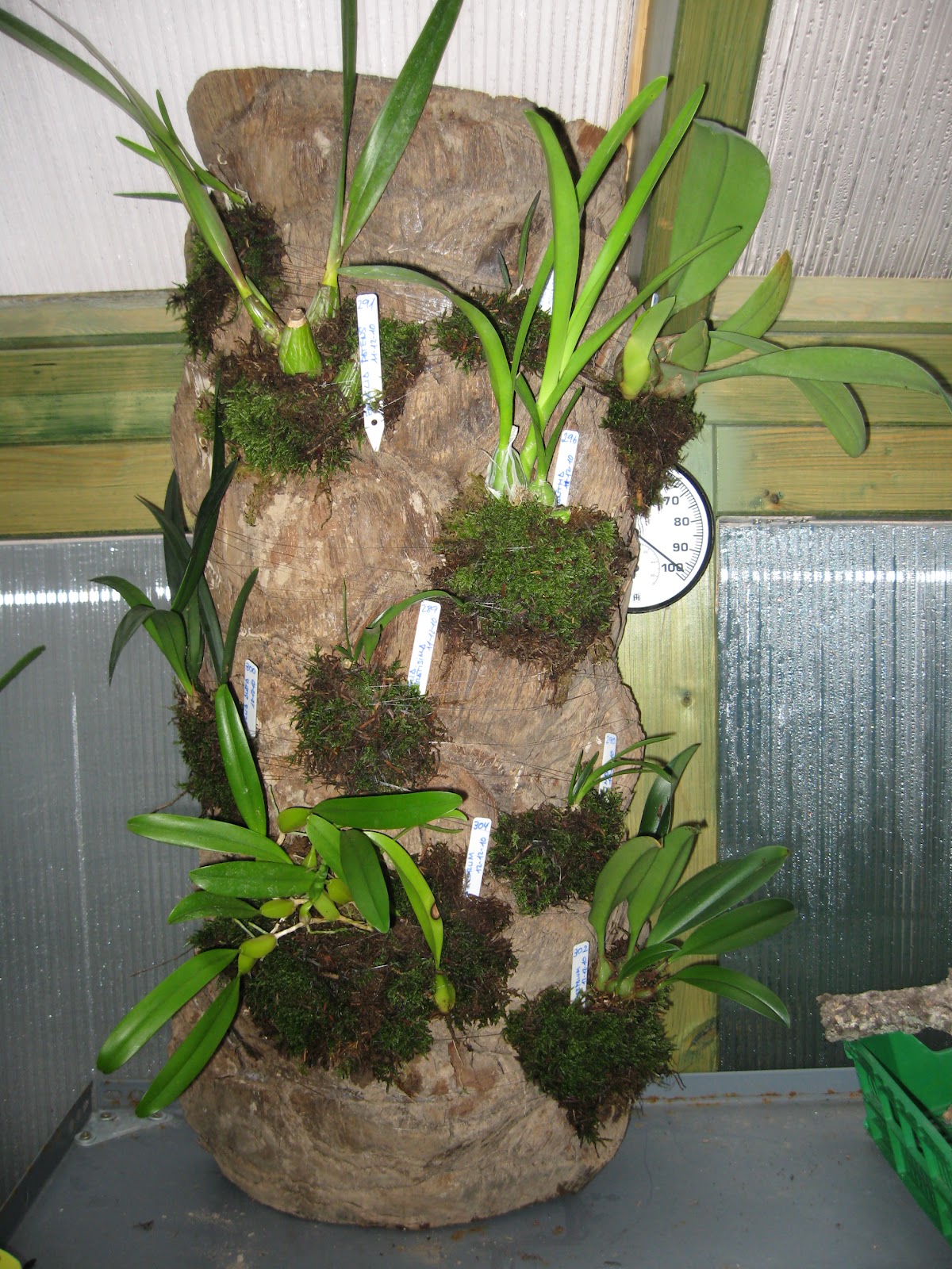 Orquídeas Blog de Angel Mar: Encyclias y Bulbophyllum-2. Montaje en un tronco palmera