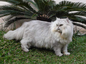Berita ttg Harga Kucing Persia Flatnose Umur 3 Bulan Trending