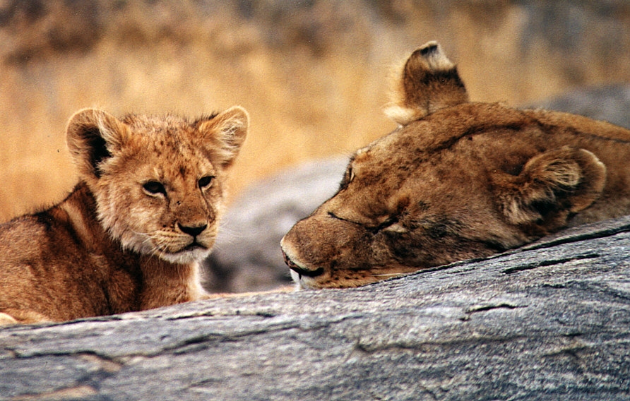 Beautiful Animals Safaris Lion Cubs and Young Male Lions in the wild