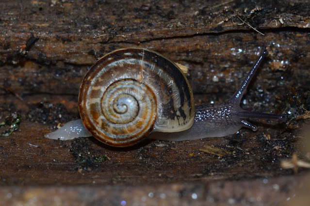 Massylaea vermiculata Massylaea vermiculata