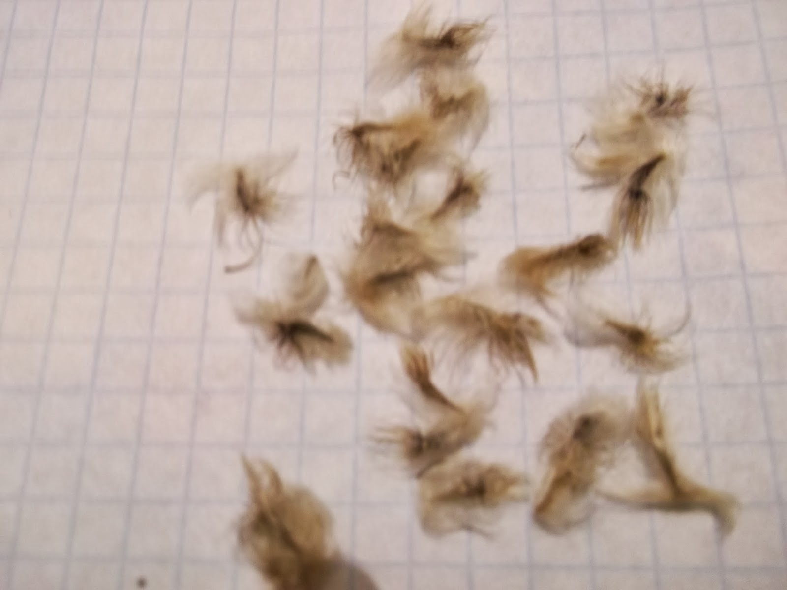 семена гацании. семена гацания бордюрная смесь. как выглядят семена гацании. гацания сбор семян. как выглядят семена гацании.