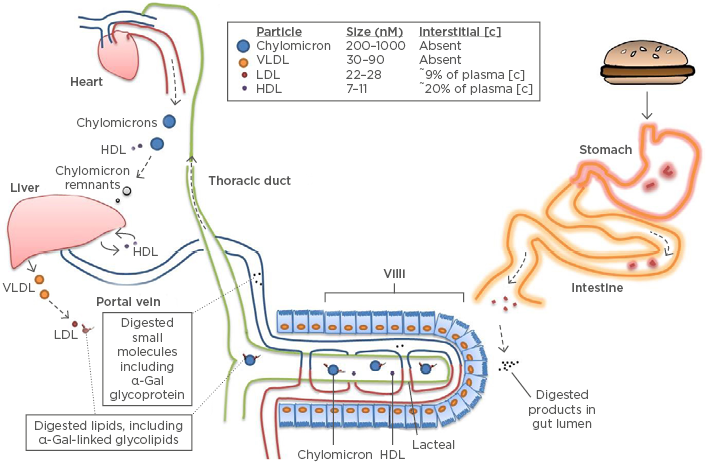 Model of delayed anaphylaxis to red meat