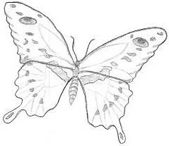 Line Drawing :: Clip Art :: Butterfly