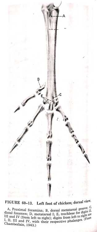 Bones of Metatarsus and Digit/Digits | Gross Anatomy | Anjani Mishra