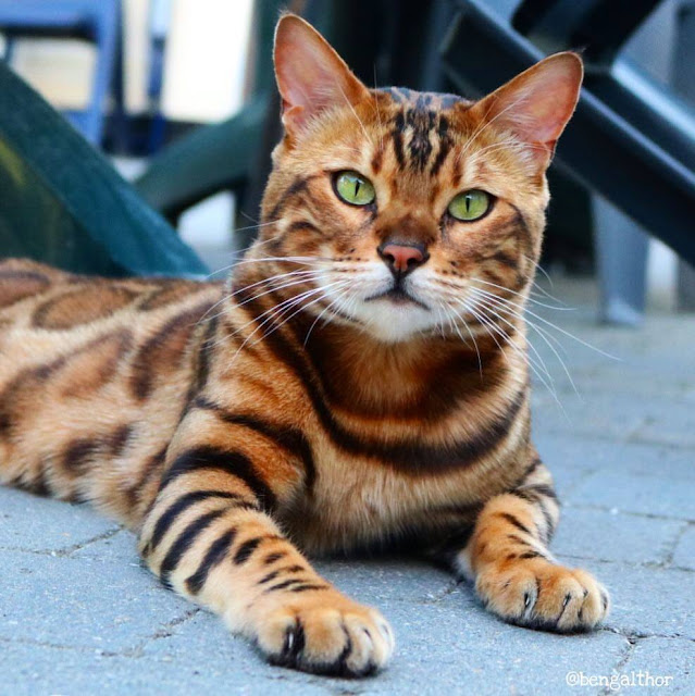 25 Gorgeous Bengal Cat Breed Pictures That Took The Internet By Storm