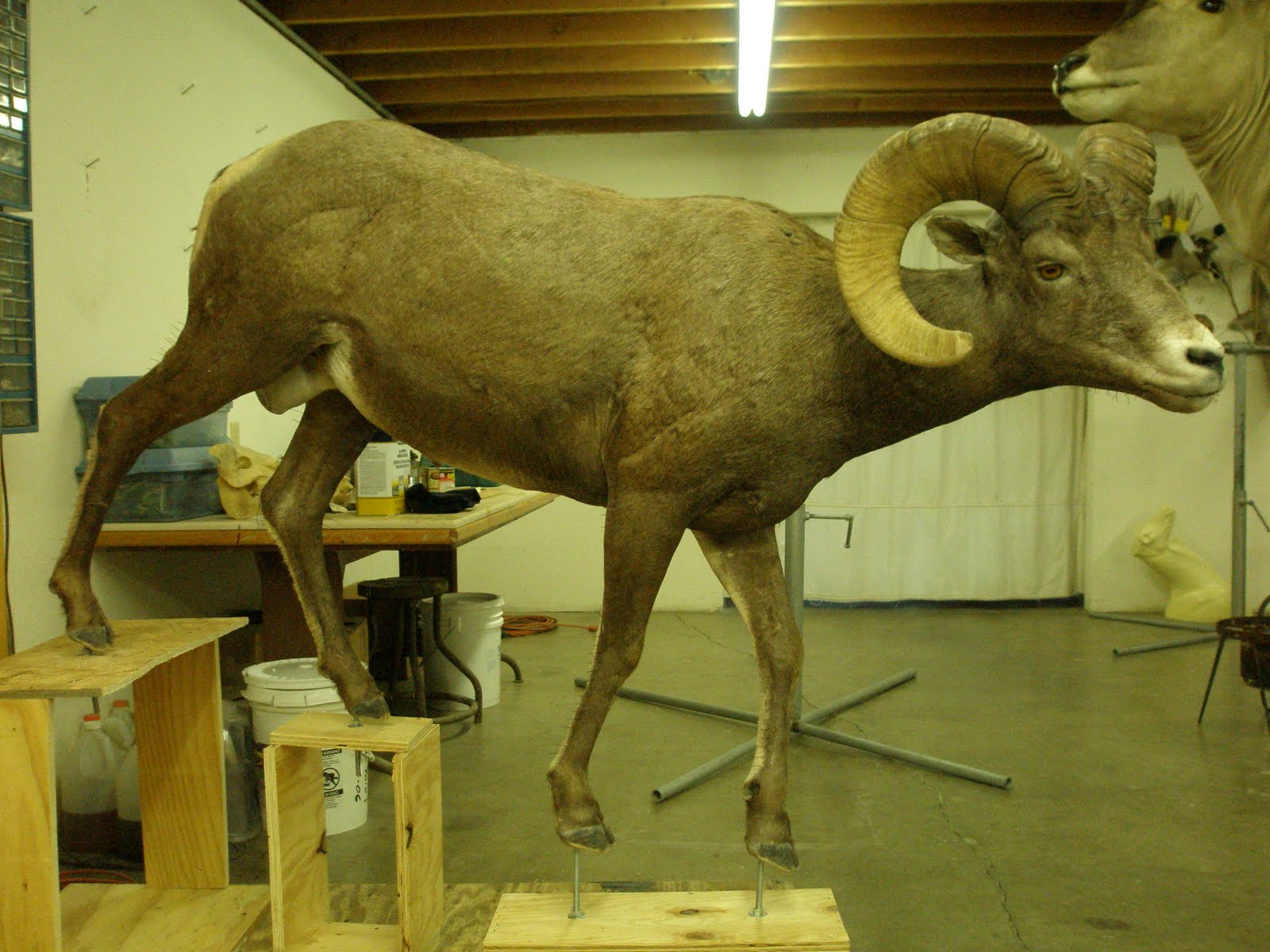 sheep bighorn taxidermy hunt dick report base horn placed wheels around