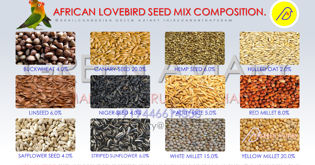 AFRICAN LOVEBIRD SEED MIX COMPOSITION.