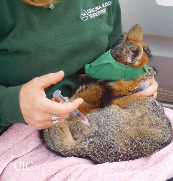 Friends of the Island Fox Distemper Virus on the Rise in California