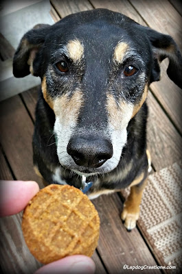 Senior dog waiting for treat