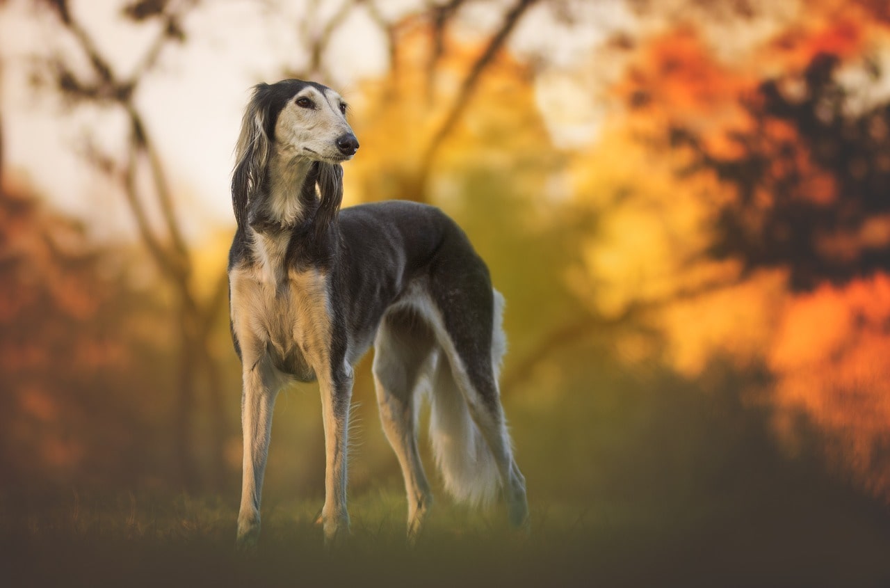 African Dog Breeds - Top 11 Mind Blowing South African Dog BreedsAfrican Dog Breeds