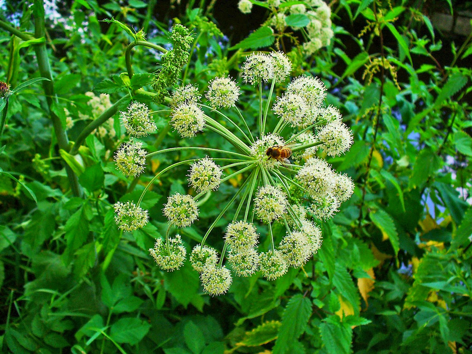 Angelica Angelica archangelica Natural Plants