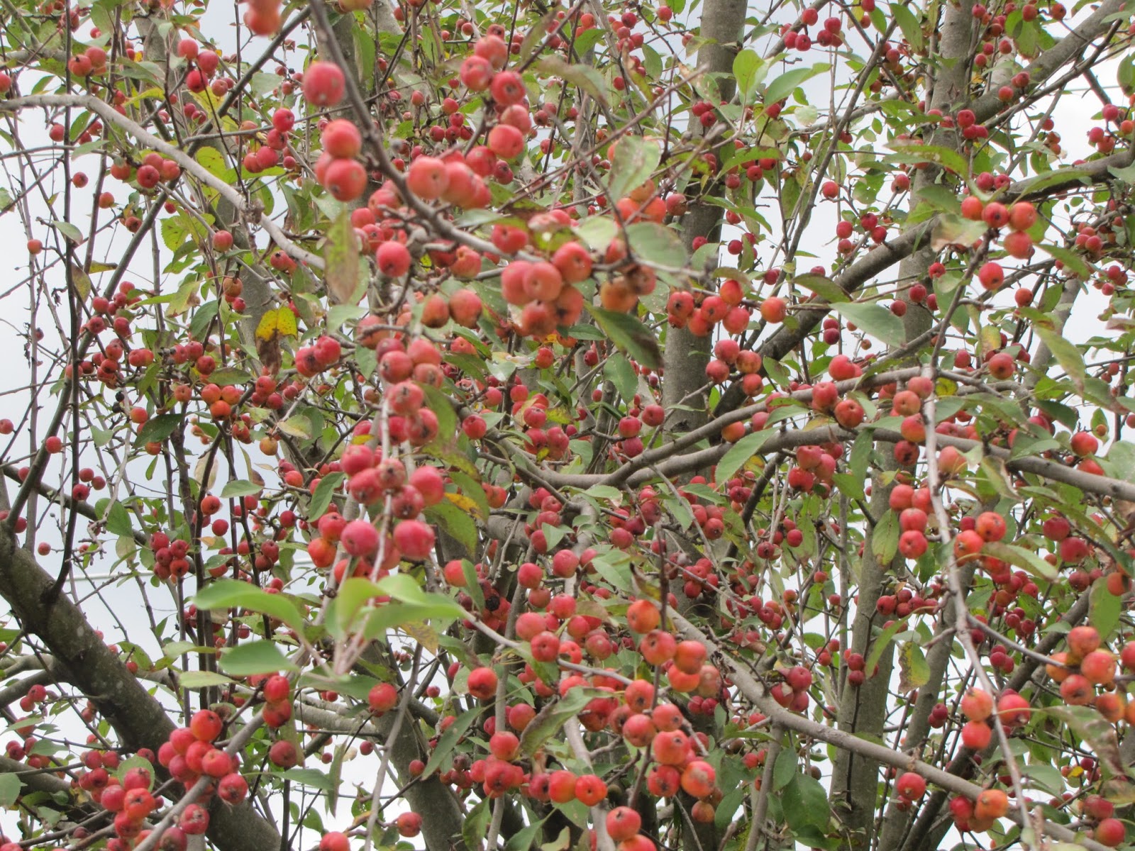 Crabapple Tree Fruit Identification