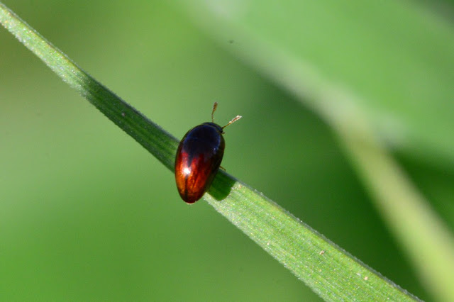 Olibrus sp Olibrus sp