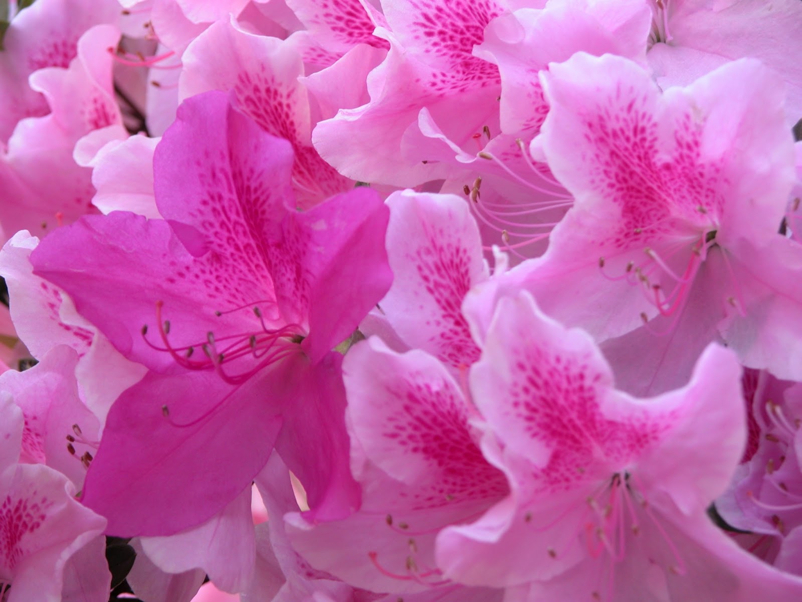 Flower Homes Azalea Flowers